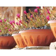 Γλάστρα Μπωλ Βαρέως Τύπου με Πιάτο Ø60x36x25cm 45lt Πλαστική Κεραμιδί 1.34kg ALBA BAMA Ιταλίας