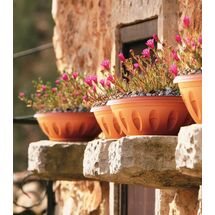 Γλάστρα Μπωλ Βαρέως Τύπου με Πιάτο Ø30x18x13cm 6.2lt Πλαστική Κεραμιδί  ALBA BAMA Ιταλίας